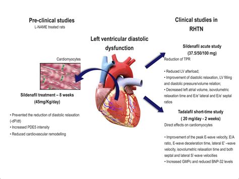 lv remodeling|concentric remodeling and hyperdynamic systolicfunction.